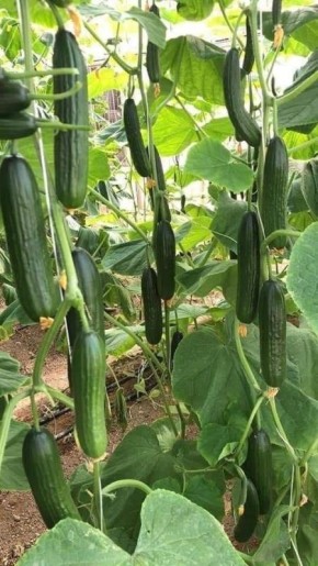 Как распознать витаминные недостатки огурцов: на что обратить внимание в саду