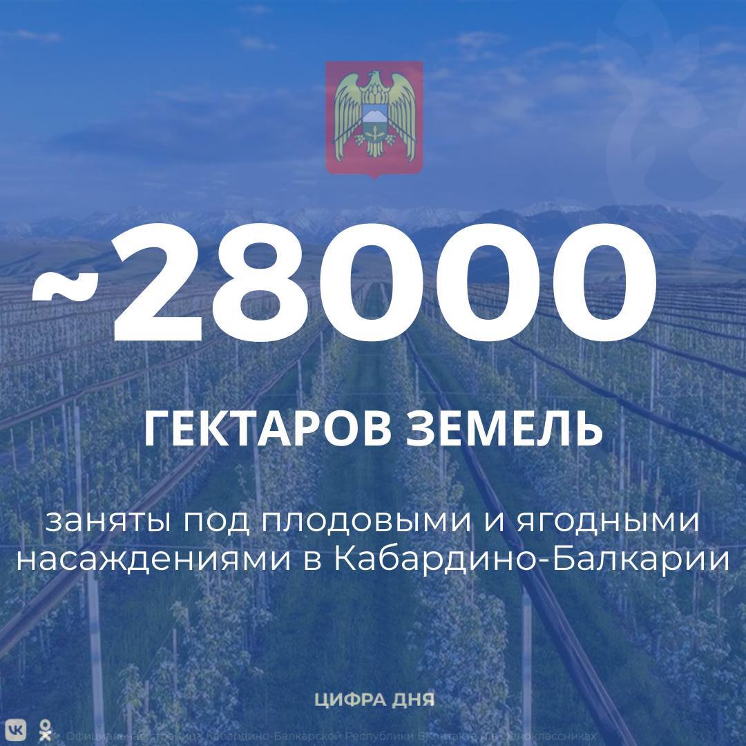 Более 23 тысяч из них приходится на интенсивные и суперинтенсивные сады