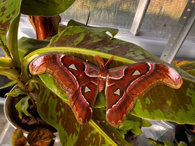 12345В Ботаническом саду КБГУ — пополнение: ещё две бабочки