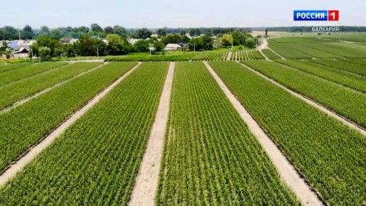 В Кабардино-Балкарии завершают уборку поздних сортов плодов и ягод