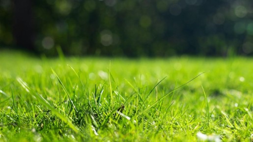 Газон отлично перезимует и порадует зеленью: достаточно двух простых действий