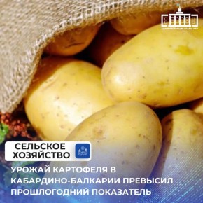 По данным Северо-Кавказстата, на 1 октября текущего года урожай картофеля в хозяйствах всех категорий в Кабардино-Балкарии составил 150,4 тыс