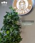  :   Stars Coffee    TREEZ