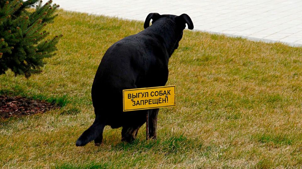 Соседи выгуливают собак на газоне: как защитить свои права
