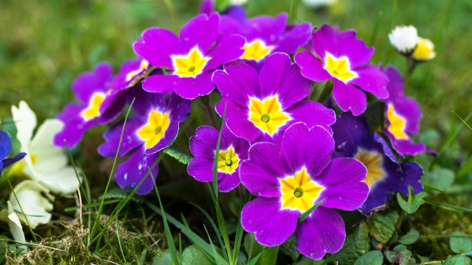 Опытные дачники сажают первоцветы в сентябре: весной наслаждаются яркими клумбами