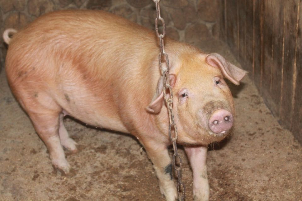 Как игрушки помогают рационально развивать поросят, телят и жеребят