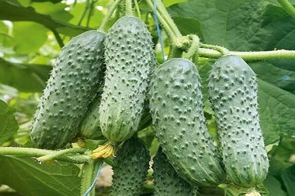 Огурец Платоша: секреты для идеального урожая на вашем участке