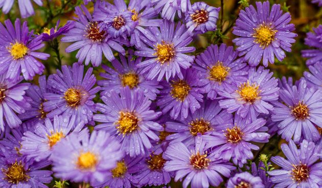 Многолетние астры: осенние красавицы для вашего сада