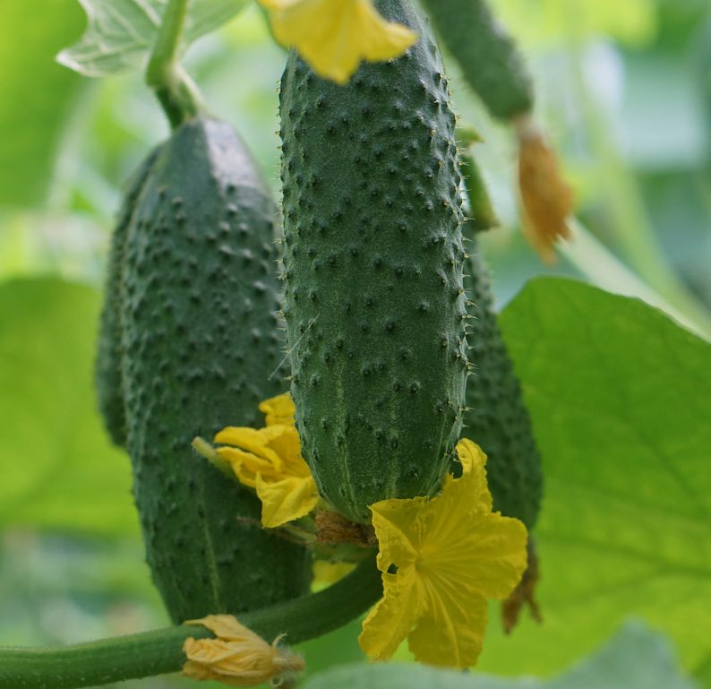 Как добиться богатого урожая огурцов: секреты подкормки для здоровья и плодовитости