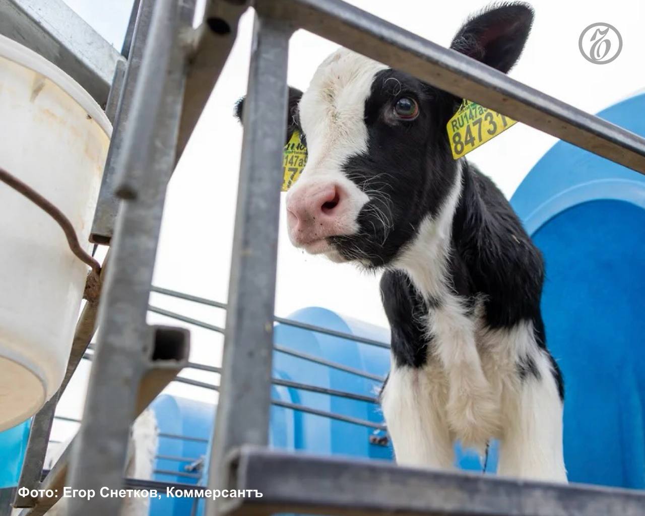 В хозяйствах КБР поголовье рогатого скота увеличилось на 1,5%