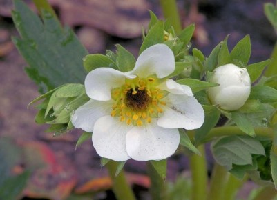 Эффективное выращивание клубники: секреты и советы