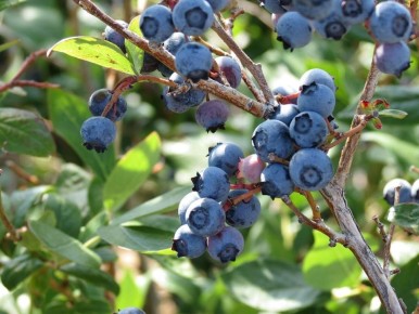 Тайны подкисления: как сохранить урожай голубики и избежать распространенных ошибок