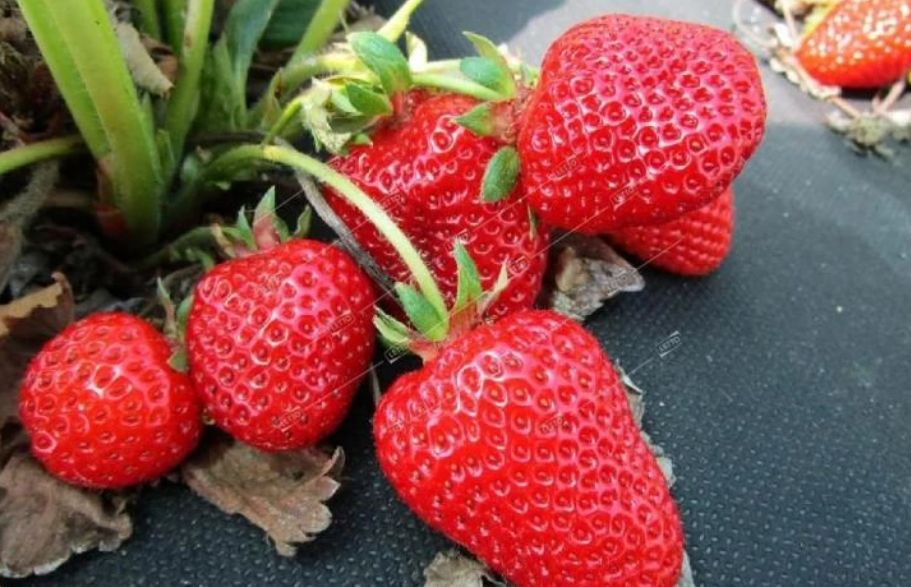 Секреты успешного выращивания клубники и жимолости в Сибири