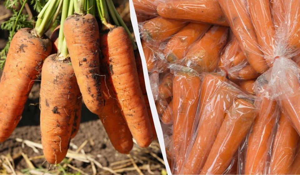 Как правильно хранить морковь до весны