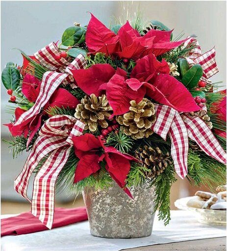 Секреты цветения пуансеттии: как сделать рождественский цветок ярким и нарядным