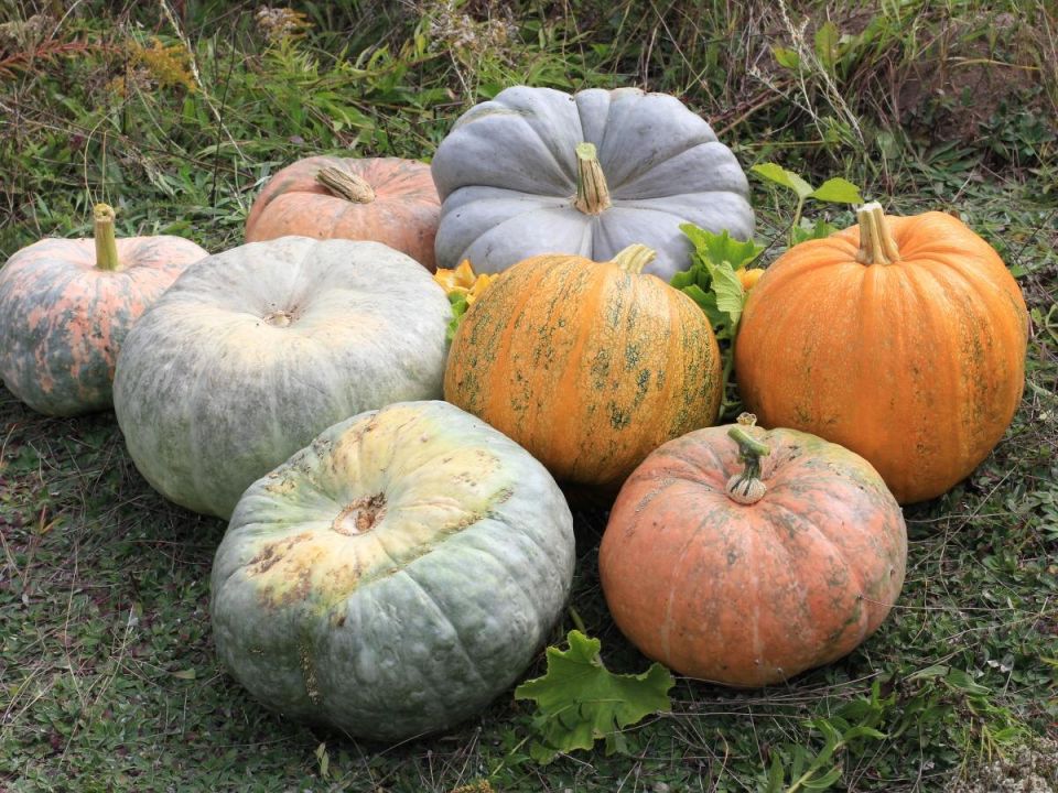 Натуральные секреты для воскресения ваших кустов за считанные дни