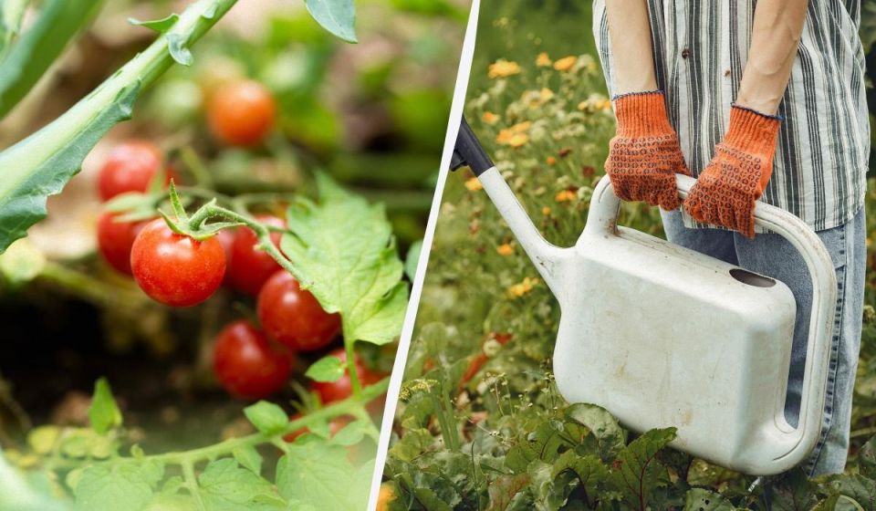 Как правильно поливать помидоры в жару: что нужно знать дачникам