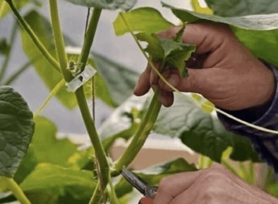 Прищипка огурцов: как избежать пустоцветов и увеличить урожай