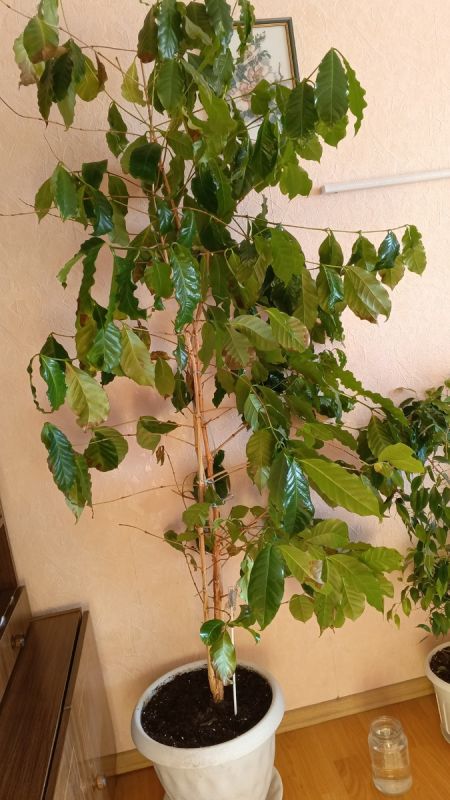 Кофейное дерево: как растущее растение поддерживает семью в трудные времена