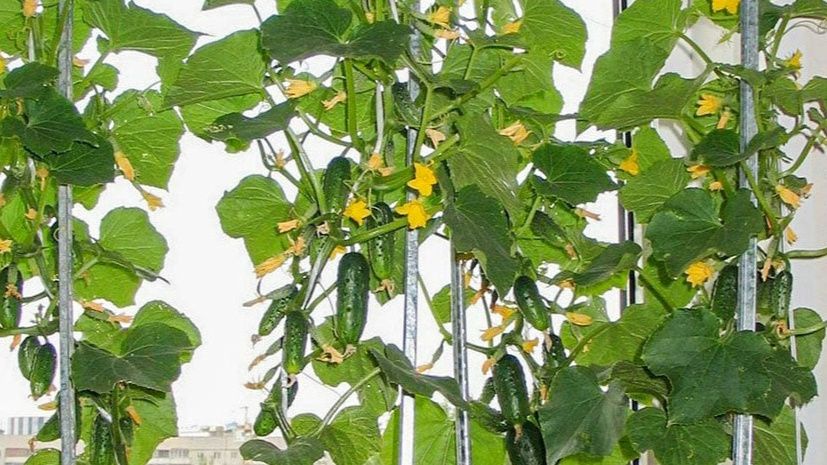 Как вырастить огурцы зимой на подоконнике: опыт и советы