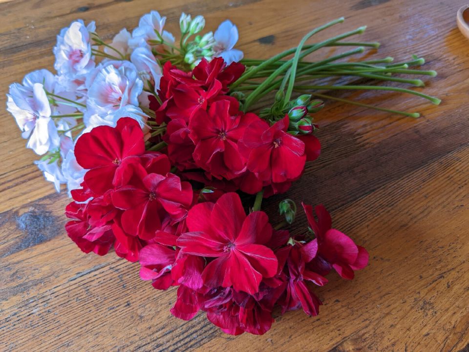 Как весной пеларгонии оживают для красивого летнего цветения