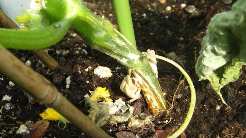 Как избежать опадения цветков кабачков в холодное лето: советы агронома