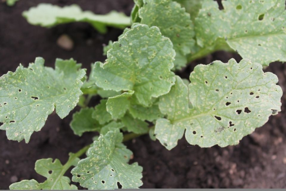 Крестоцветная блошка: как защитить ваши растения от самых настойчивых вредителей