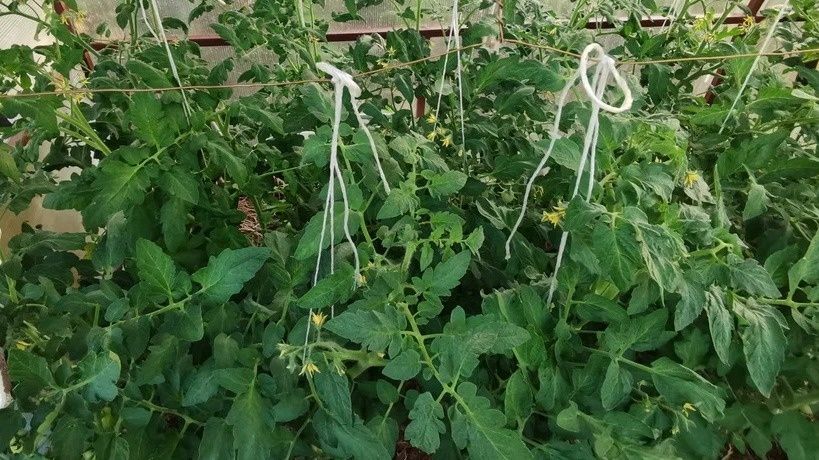 Как сформировать томаты для максимального урожая: секреты и ошибки