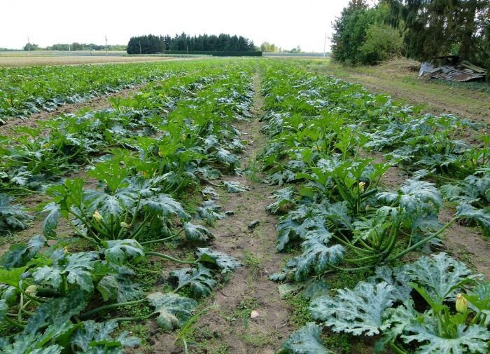 Почему гниют кабачки на грядках?