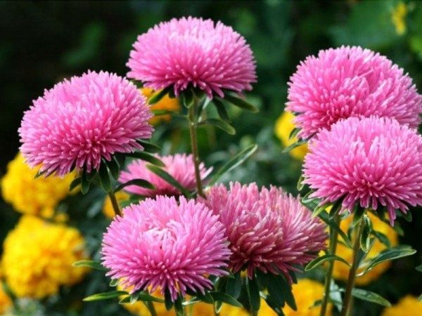 Астра Миледи: очарование ярких красок и легкость ухода для вашего сада