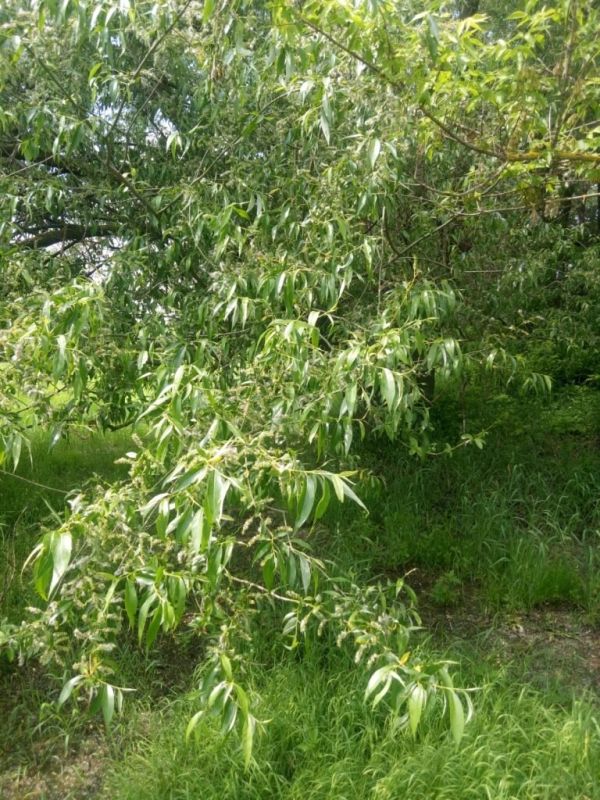 Слюнявая пенница: тайны пенистых защитников растений