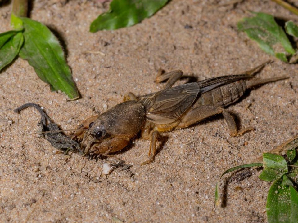 Сначала замечаете увядание растений? Проверьте, не завелась ли медведка в вашем саду!