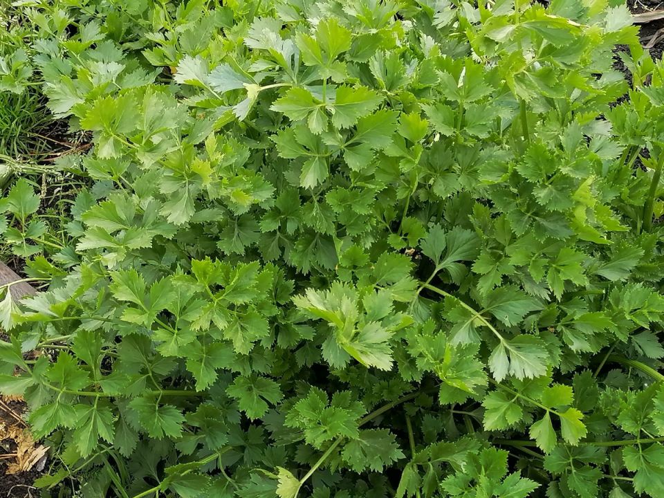 Секреты успешного выращивания сельдерея: методы и советы для вашего успеха