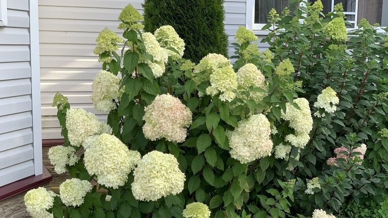 Преобразование гортензии: как простые изменения в уходе изменили куст в тени