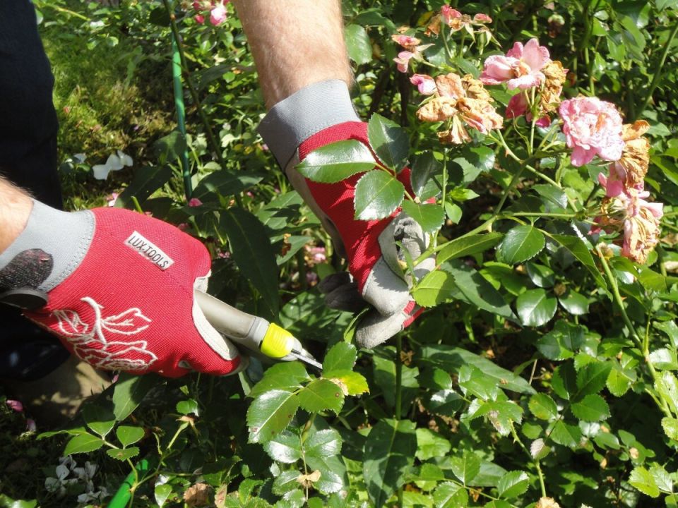 Летняя обрезка роз: секреты пышного цветения и ухода