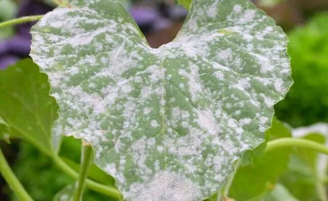 Почему белые пятна на листьях огурцов — это сигнал тревоги: разбор болезней и меры борьбы