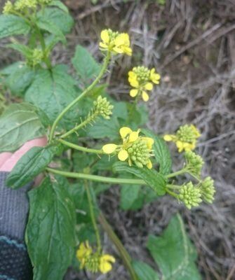 Как легко создать ароматную горчицу и полезный порошок из горчичных семян