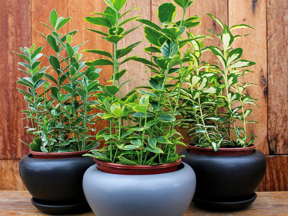 Бересклет: идеальное комнатное растение для вашего интерьера