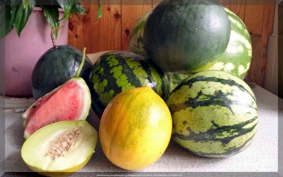 Как вырастить сладкие арбузы и дыни в средней полосе: секреты успешного урожая