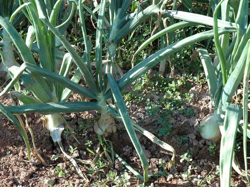 Восстанавливаем почву после уборки лука