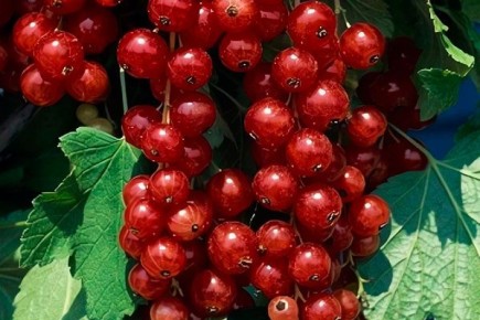 Смородина Ролан: идеальный выбор для садоводов 2025 года