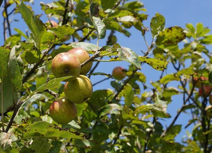 Как правильно обрезать волчки на деревьях: советы для садоводов