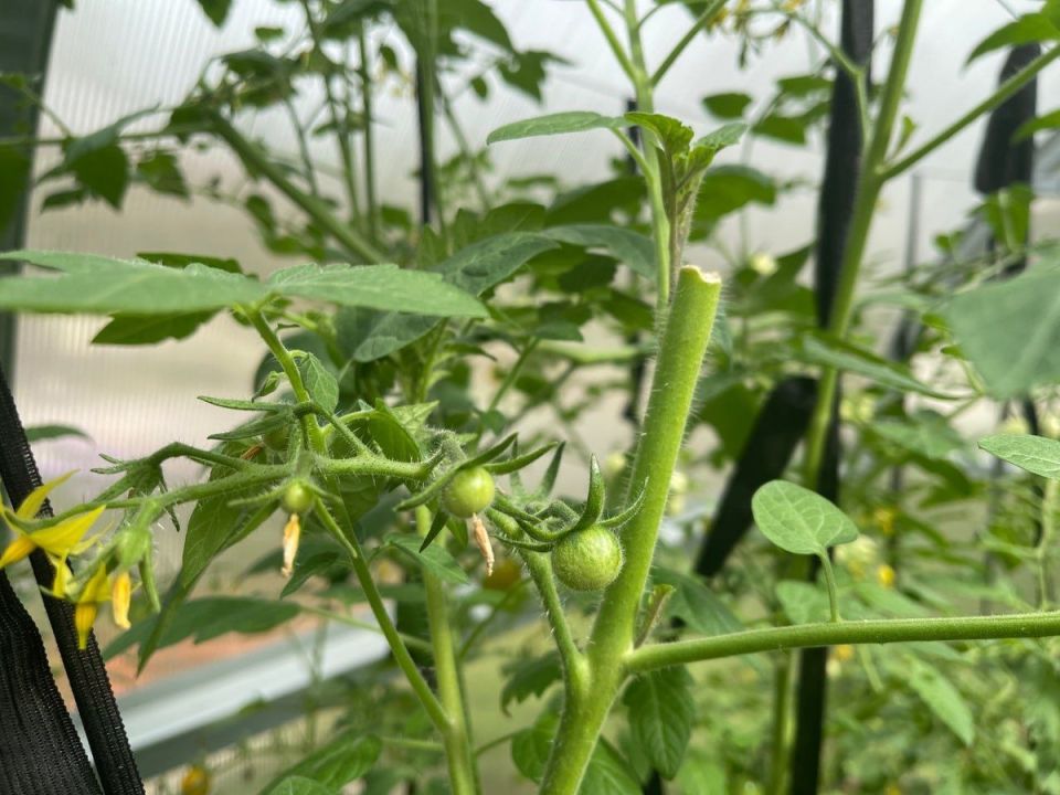 Секреты успешного урожая: когда и как вершковать томаты в августе