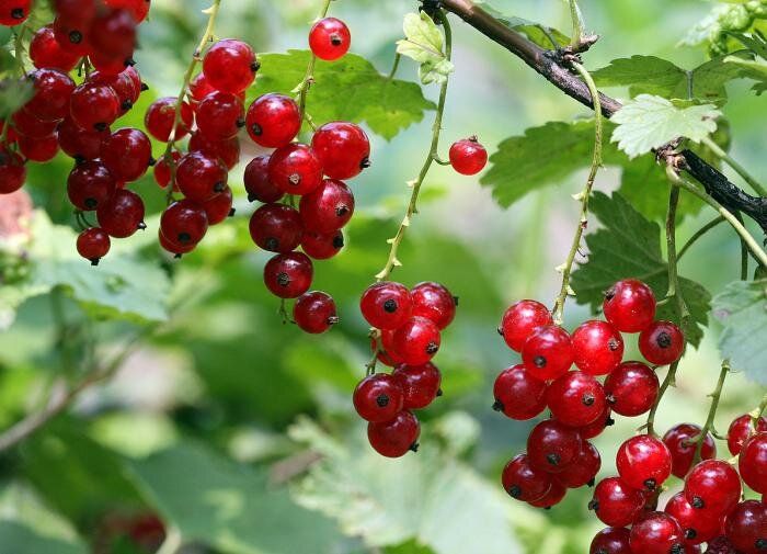 Ошпаривание смородины весной: необходимость или риск?