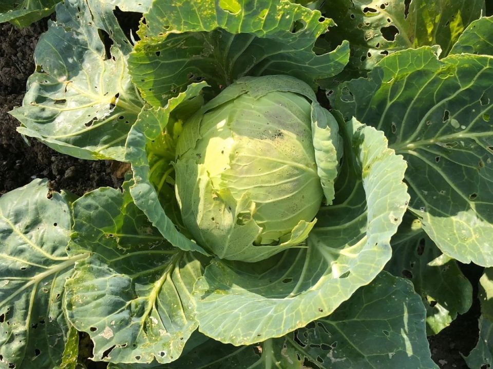 Осенние советы по борьбе со слизнями: простые шаги к здоровому урожаю