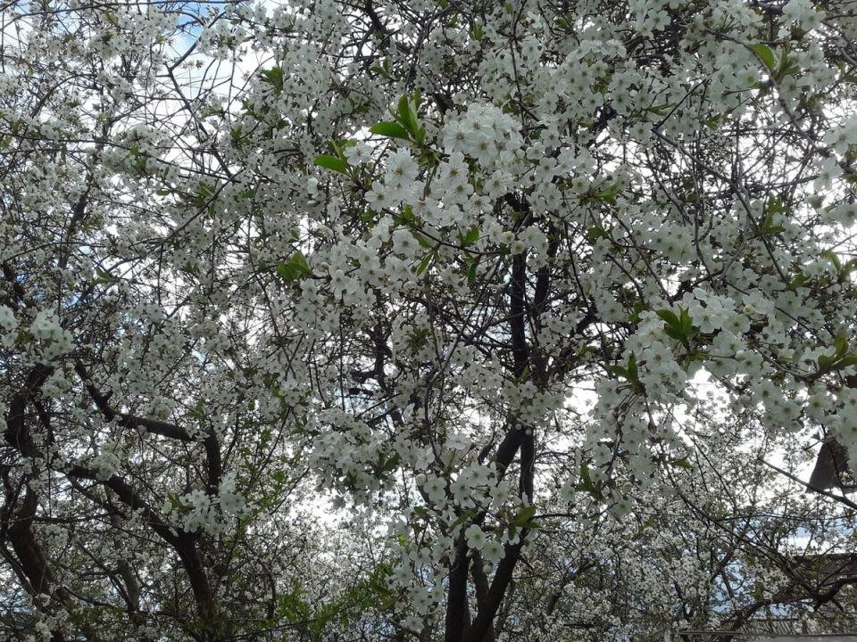 Как искусно заимствовать соседские пейзажи в своем саду