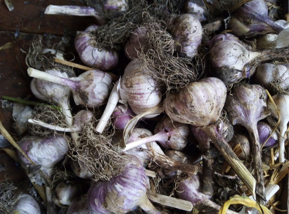 Двухъярусная посадка чеснока: как выбрать правильный метод?