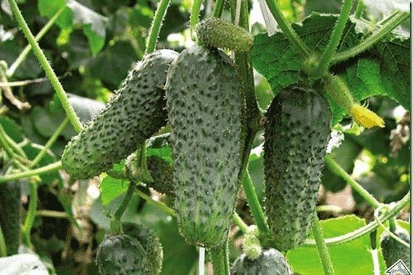 Почему огурцы Зятёк стали флагманом среди овощей