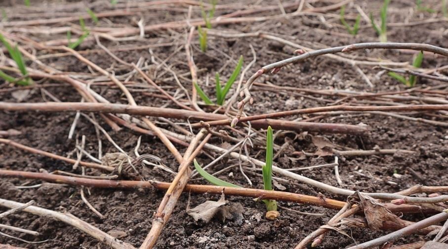 Как получить богатый урожай чеснока: секреты успешного удобрения