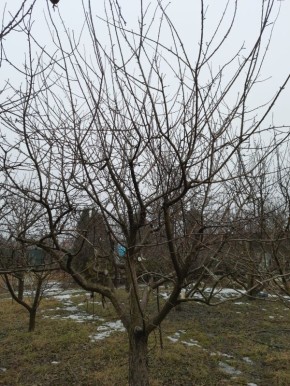 Оптимальный момент для заготовки черенков для перепрививки